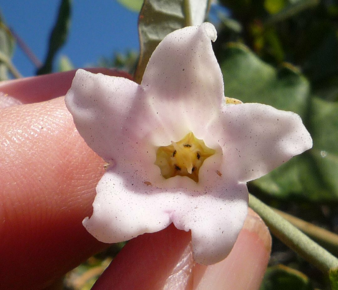 High Resolution Araujia sericifera Flower